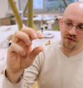 Clint Boyd, Ph.D., of the South Dakota School of Mines & Technology, holds a slide displaying a histological thin section through the femur, or thigh bone, of the juvenile dinosaur.