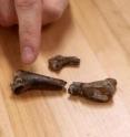 Clint Boyd, Ph.D., of the South Dakota School of Mines & Technology, points to a crocodyliform tooth embedded in the femur of a young dinosaur.