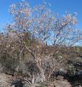 This shows a mass flowering of <i>Luetzelburgia bahiensis</i> in a Caatinga dry setting at Morro do Chapéu, Bahia, Brazil. This shows a mass flowering of <i>Luetzelburgia bahiensis</i> in a Caatinga dry setting at Morro do Chapéu, Bahia, Brazil.