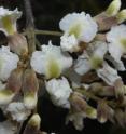 This is a close-up of the flowers of <i>Luetzelburgia bahiensis</i>. This is a close-up of the flowers of <i>Luetzelburgia bahiensis</i>.