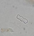 A phytolith, this one from a grass, range in size from 5 to 250 microns and vary in appearance depending on the kind of plant they come from. A phytolith, this one from a grass, range in size from 5 to 250 microns and vary in appearance depending on the kind of plant they come from.
