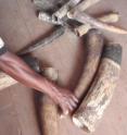 These are seized tusks, including some from elephant babies, from Pokola, Republic of Congo. These are seized tusks, including some from elephant babies, from Pokola, Republic of Congo.