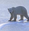 This is a subadult polar bear on a lake on the shores of Hudson Bay in Manitoba, Canada in November waiting for the sea ice to re-form.