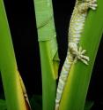 University of Akron researchers discover why geckos keep a firm grip on leaves and tree trunks in wet natural habitat. University of Akron researchers discover why geckos keep a firm grip on leaves and tree trunks in wet natural habitat.