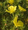 This image shows <i>Calylophus hartwegii</i> var. filifolius from the Monahans Dunes, a sand loving shrubby variety from West Texas, and main host of <i>Megachile chomskyi</i>.