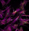 Image shows adult human fibroblast cells with intracellular proteins involved in adhesion of these cells to an extracellular matrix. These fibroblasts are converted to human induced pluripotent stem cells through a reprogramming process during which restructuring of the adhesion proteins takes place.