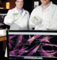 Researchers Todd McDevitt and Andres Garcia (l-r), Georgia Institute of Technology, hold microfluidic devices that are used to separate stem cells produced by cell reprogramming techniques. The devices exploit the differences in adhesion strength between derived stem cells and contaminating cell types in a heterogeneous culture to selectively isolate cells of interest using fluid shear forces.