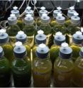 Using an approach from pharmaceutical chemistry, UC Davis chemists have identified compounds that can boost fuel production by microscopic green algae. Here algae incubate in the lab of Dr. Annaliese Franz.