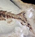 This is an image of the <i>Euphanerops</i> with the anal fins visible near the tail.