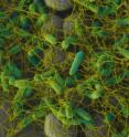 Rather than being repelled by nanostructured surfaces, as materials scientists have hoped, bacteria with many flagella seem to love them.
