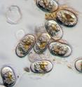 Scientists have known for many years that the phytoplankton <i>Alexandrium fundyense</i> is the cause of the harmful algae blooms that occur to varying severity each spring and summer along the coastal Gulf of Maine, sometimes extending as far south as Cape Cod and the adjacent islands, and in Georges Bank. In 1990, an <i>Alexandrium</i> bloom caused the closure of Georges Bank to harvest of surf clams and ocean quahogs, after fishermen were sickened from eating shellfish.