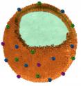 Engineers at the University of California, San Diego have invented a "nanosponge" capable of safely removing a broad class of dangerous toxins from the bloodstream, including toxins produced by MRSA, <i>E. Coli</i>, poisonous snakes and bees. The nanosponges are made of a biocompatible polymer core wrapped in a natural red blood cell membrane.