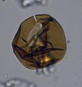 This is a characteristic dinoflagellate cyst about 50 micrometers found in sediments dating back to the early Oligocene (33 million years ago).