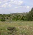 In the mediterranean belt Cetraria aculeata can also be found in steppe ecosystems such as this "sabinar" in Central Spain. Guadalajara, Zaorejas.