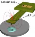 This image illustrates the concept for a new type of technology that combines two biological imaging methods -- atomic force microscopy and nuclear magnetic resonance -- to create a new way to study cancer-cell metastasis and other disease-related processes. (Purdue University image/ Xin Xu)
<p>A publication-quality image is available at <a target="_blank"href="https://news.uns.purdue.edu/images/2013/neu-microcoil.jpg">https://news.uns.purdue.edu/images/2013/neu-microcoil.jpg</a>. This image illustrates the concept for a new type of technology that combines two biological imaging methods -- atomic force microscopy and nuclear magnetic resonance -- to create a new way to study cancer-cell metastasis and other disease-related processes. (Purdue University image/ Xin Xu)
<p>A publication-quality image is available at <a target="_blank"href="https://news.uns.purdue.edu/images/2013/neu-microcoil.jpg">https://news.uns.purdue.edu/images/2013/neu-microcoil.jpg</a>.