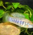 Scientists at the University of Exeter and Texas A&M University found that when fish fight over food, it is personality, rather than size, that determines whether they will be victorious.