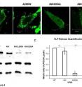 CHO-K1 cells were grown in a 8-well plate and transfected with viral DNA. Confocal images were taken12hrs after the transfection. VP40 localization for WT and each mutant were investigated in CHO-K1 cells.