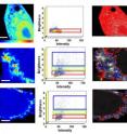The number and brightness method (Ref) was used to analyze RICS data acquired with a  laser scanning confocal microscope.  Left column: Fluorescent intensity image of CHO cells transfected with EGFP (control), WT-VP40 tagged EGFP and AW-VP40-EGFP.  Middle:  Formation of oligomers were assessed by determining the brightness of fluorescently tagged proteins. Brightness vs intensity plots were done using SimFSC software. Selection boxes chosen depict monomer (red), Octamers (green) as well as molecules with sizes > 10mers . Right:  Selection map of the respective cells showing sub cellular distribution oligomers. Scale bar = 3.2 µm