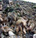 Healthy oyster reefs with large, long-lived oysters can help buffer the acidity of estuarine waters in Chesapeake Bay and other coastal ecosystems worldwide.
