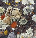 A colorful collage of lichens growing on rock in an arid region of the Southwestern USA. Lichens play a variety of important ecological roles and are often a dominant biological component in extreme environments.