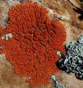 The green rock-posy lichen (center right) occurs on all continents, except Australia. Traditionally, the fungal partner of this lichen was considered to be a single species, but recently genetic data revealed six distinct species sharing a similar appearance.