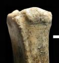 This is a small antelope leg bone with cut marks, indicative of early human butchery practices.