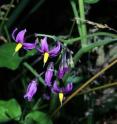 This image shows <i>Solanum dulcamara</i>, distributed all over the northern hemisphere and having a long history of medicinal use.