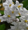 This image shows the gorgeous white clusters of the decorative <i>S. laxum</i>.