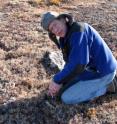 Josh Schimel, University of California, Santa Barbara, professor of environmental studies, takes a soil sample.