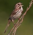 Male song sparrows may reveal mental strengths and weaknesses when they sing.