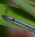 This image shows a <i>Spodoptera littoralis</i> caterpillar on a maize plant. This image shows a <i>Spodoptera littoralis</i> caterpillar on a maize plant.