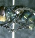 <i>Chrysoma megacephala</i>, a fly not native to the Midwest, was discovered recently in Indiana by Christine Picard, Ph.D., assistant professor of biology at Indiana University-Purdue University Indianapolis (IUPUI)