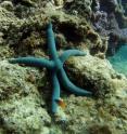This is a starfish in its habitat, the coral reef, at Akajima in Japan.