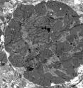 Chondrules are visible as round objects in this image of a polished thin section made from the Bishunpur meteorite from India. The dark grains are iron-poor olivine crystals. This is a backscattered electron image taken with a scanning electron microscope.