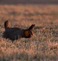 Male greater prairie chickens make booming calls to attract females for mating. A seven-year study from a Kansas State University research team has found that wind power development has little effect on greater prairie chickens. Male greater prairie chickens make booming calls to attract females for mating. A seven-year study from a Kansas State University research team has found that wind power development has little effect on greater prairie chickens.