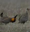 Male greater prairie chickens make booming calls to attract females for mating. A seven-year study from a Kansas State University research team has found that wind power development has little effect on greater prairie chickens. Male greater prairie chickens make booming calls to attract females for mating. A seven-year study from a Kansas State University research team has found that wind power development has little effect on greater prairie chickens.