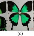 These are the wings of the three types of butterflies under study. From left to right: front views of <i>P. peranthus</i>, <i>P. blumei</i>, and <i>P. ulysses</i>. The rightmost panel is a side view of <i>P. ulysses</i>. These are the wings of the three types of butterflies under study. From left to right: front views of <i>P. peranthus</i>, <i>P. blumei</i>, and <i>P. ulysses</i>. The rightmost panel is a side view of <i>P. ulysses</i>.
