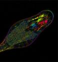 This shows the bdelloid rotifer <i>Adineta vaga</i>, birefringence image, polarized light microscope.