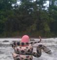 Drexel doctoral student Kevin P.W. Smith is conducting some of the first research on northern pine snakes during the neonate phase of their lives. These small newborn snakes are hard to track in the wild, but Smith and other members of Dr. Walt Bien's lab have successfully captured neonate snakes and implanted them with radio trackers.