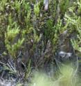 Researchers at Drexel University are conducting some of the first research on baby northern pine snakes. The population of these snakes is locally threatened in New Jersey.