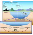 Oak Ridge National Laboratory researchers are learning more about the microbial processes that convert elemental mercury into methylmercury.