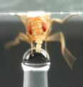 A team of Brandeis University scientists has discovered a previously unknown molecular temperature sensor in fruit flies belonging to a protein family responsible for sensing tastes and smells. These types of sensors are present in disease-spreading insects like mosquitoes and tsetse flies and may help scientists better understand how insects target warm-blooded prey -- like humans -- and spread disease. A team of Brandeis University scientists has discovered a previously unknown molecular temperature sensor in fruit flies belonging to a protein family responsible for sensing tastes and smells. These types of sensors are present in disease-spreading insects like mosquitoes and tsetse flies and may help scientists better understand how insects target warm-blooded prey -- like humans -- and spread disease.