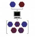 Rice University researchers adapted a computer algorithm to find the parts of two distantly related adeno-associated viruses that could be recombined into new and useful viruses for gene therapy. They intend to determine the rules by which custom viruses can easily be designed for therapies.