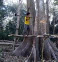 A new study finds Tsimane men experience higher short-term testosterone spikes while chopping trees than they do playing competitive soccer.