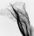 The atomic layer thick graphene resembles a thin foil with some few wrinkles.