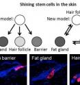 Previously, stem cells were thought to be organized in a strict hierarchy. In contrast, the new results show that the skin contains specialized stem cells holding a primary function, with the potential to change function if a need arises. This is illustrated in the figure, where the early stem cells were stained with a red protein a year before the pictures were taken. It shows that the stem cells maintain specialized functions as the skin develops and either forms the hair follicle, the fat gland or the barrier protecting us against environmental challenges. Previously, stem cells were thought to be organized in a strict hierarchy. In contrast, the new results show that the skin contains specialized stem cells holding a primary function, with the potential to change function if a need arises. This is illustrated in the figure, where the early stem cells were stained with a red protein a year before the pictures were taken. It shows that the stem cells maintain specialized functions as the skin develops and either forms the hair follicle, the fat gland or the barrier protecting us against environmental challenges.