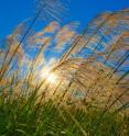 For more than two billion years, nature, through photosynthesis, has used the energy in sunlight to convert water and carbon dioxide into fuel (sugars) for green plants.