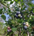 Four developmental stages of each southern highbush blueberry cultivar were harvested for volatile analysis: green, breaker, red, and blue.