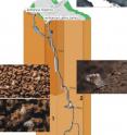 This is a 3D model of the Lukina Jama&#8211Trojama cave system with an indication of the in the latter, the region of collected shells (1) and the collection site of the living specimen of <i>Zospeum tholussum</i> (2).