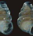This image shows the new species, <i>Zospeum tholussum</i> Weigand, 2013.